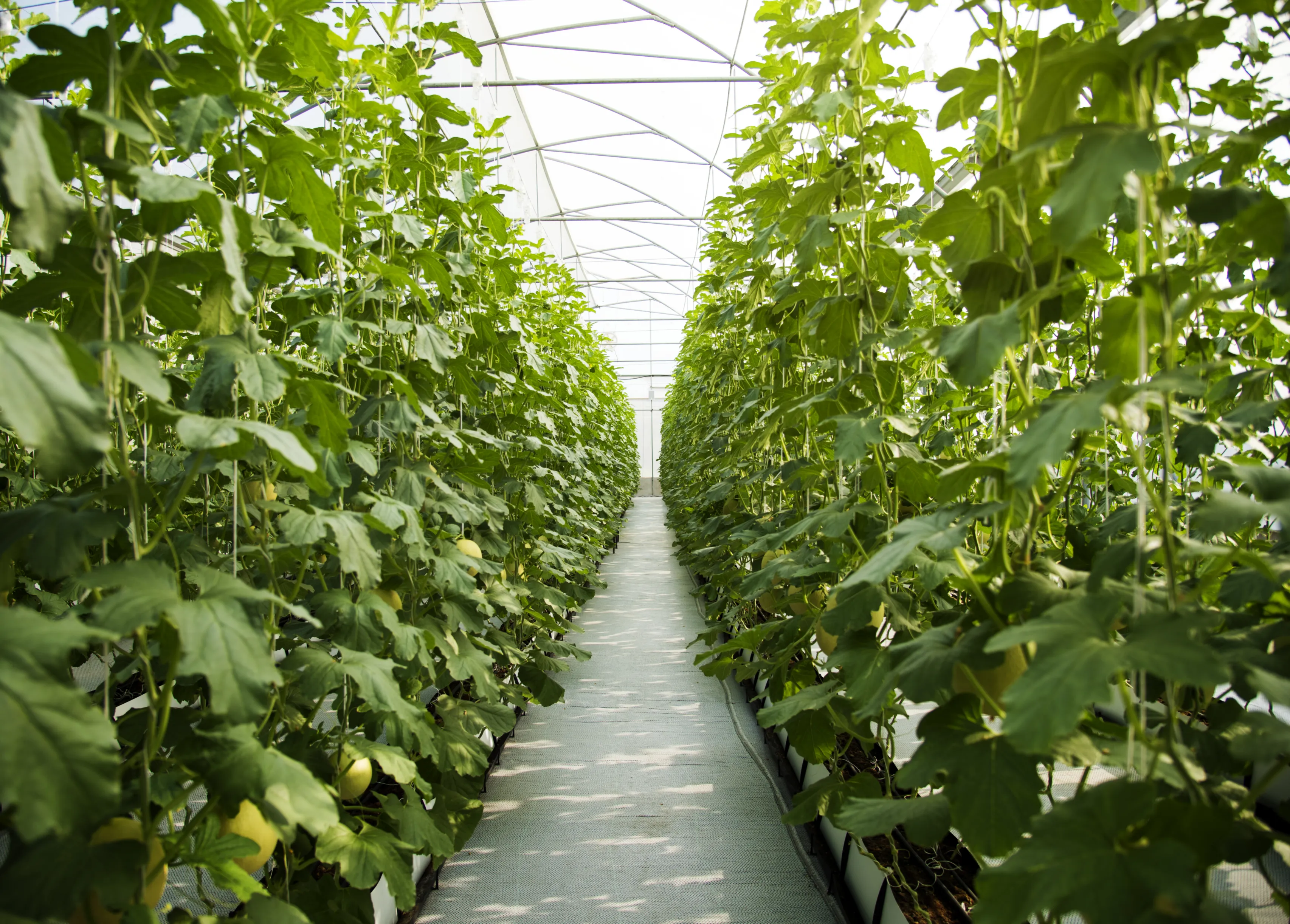 Poly house cultivation