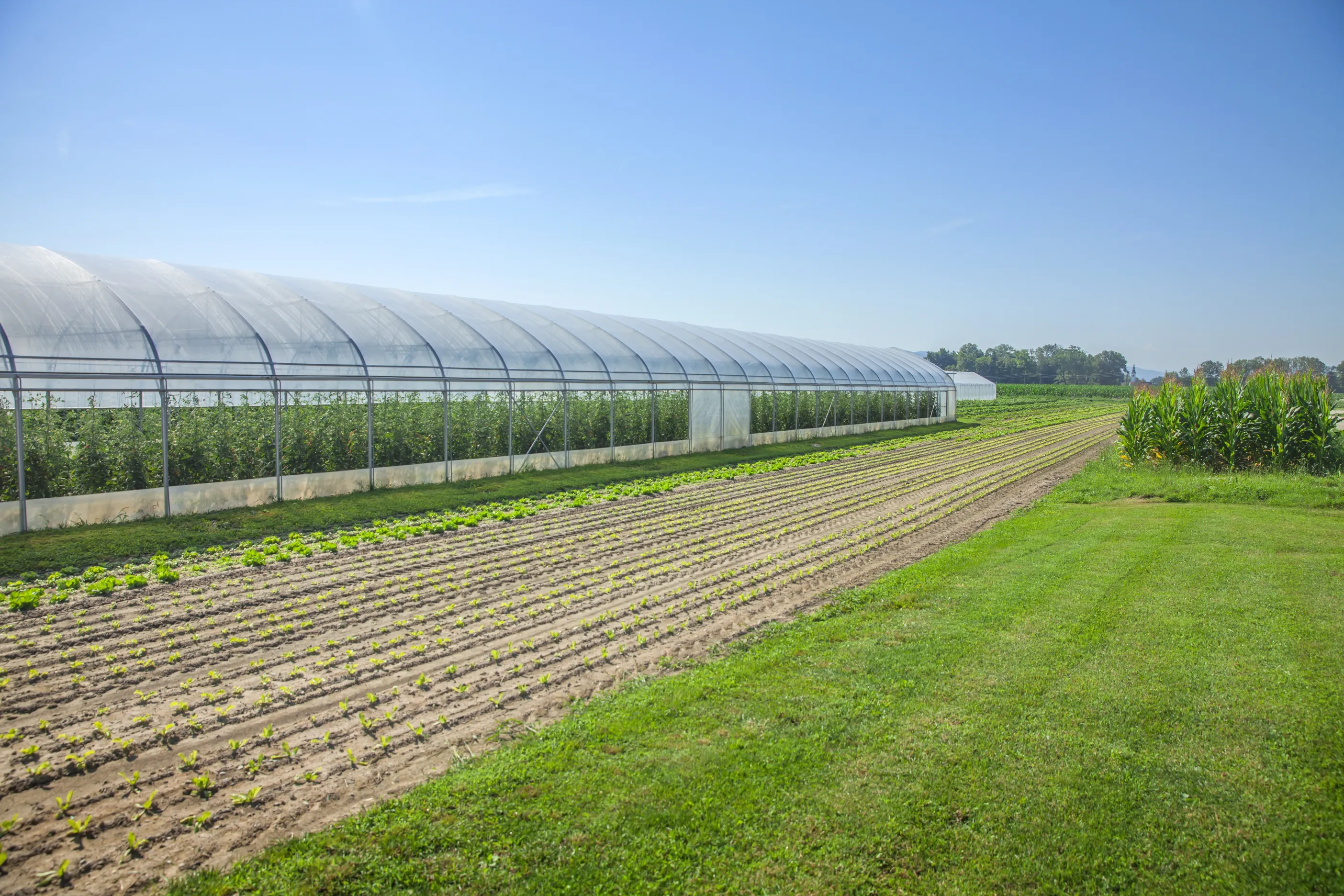Protected Cultivation
