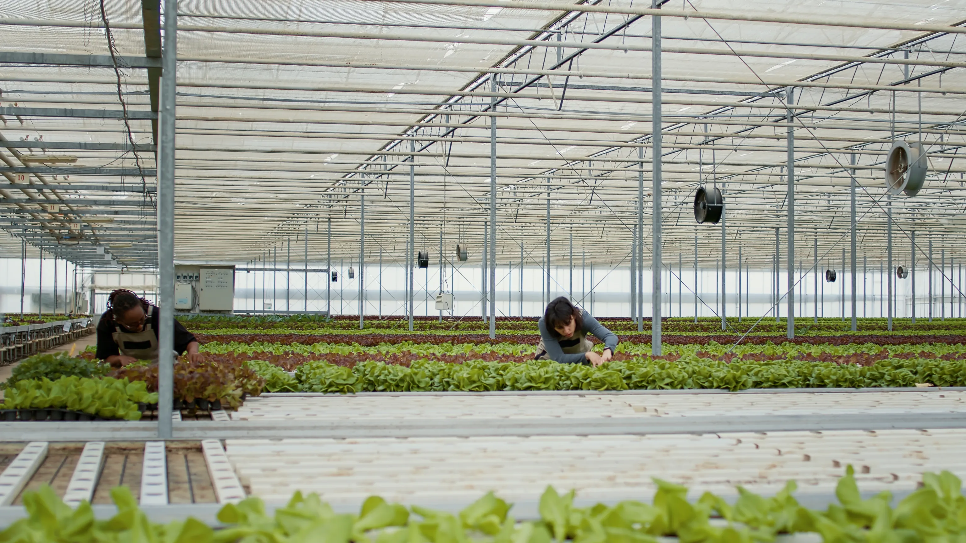 Post Harvest Management